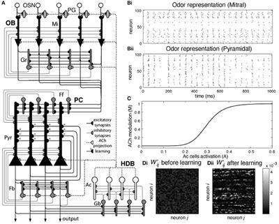 Internal Cholinergic Regulation of Learning and Recall in a Model of Olfactory Processing